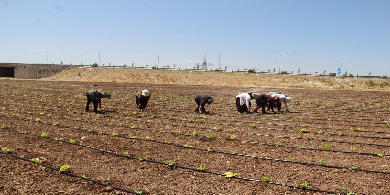Têkoşîna debarê ya karkerên çandiniyê di germa dijwar de bi heqdestê kêm