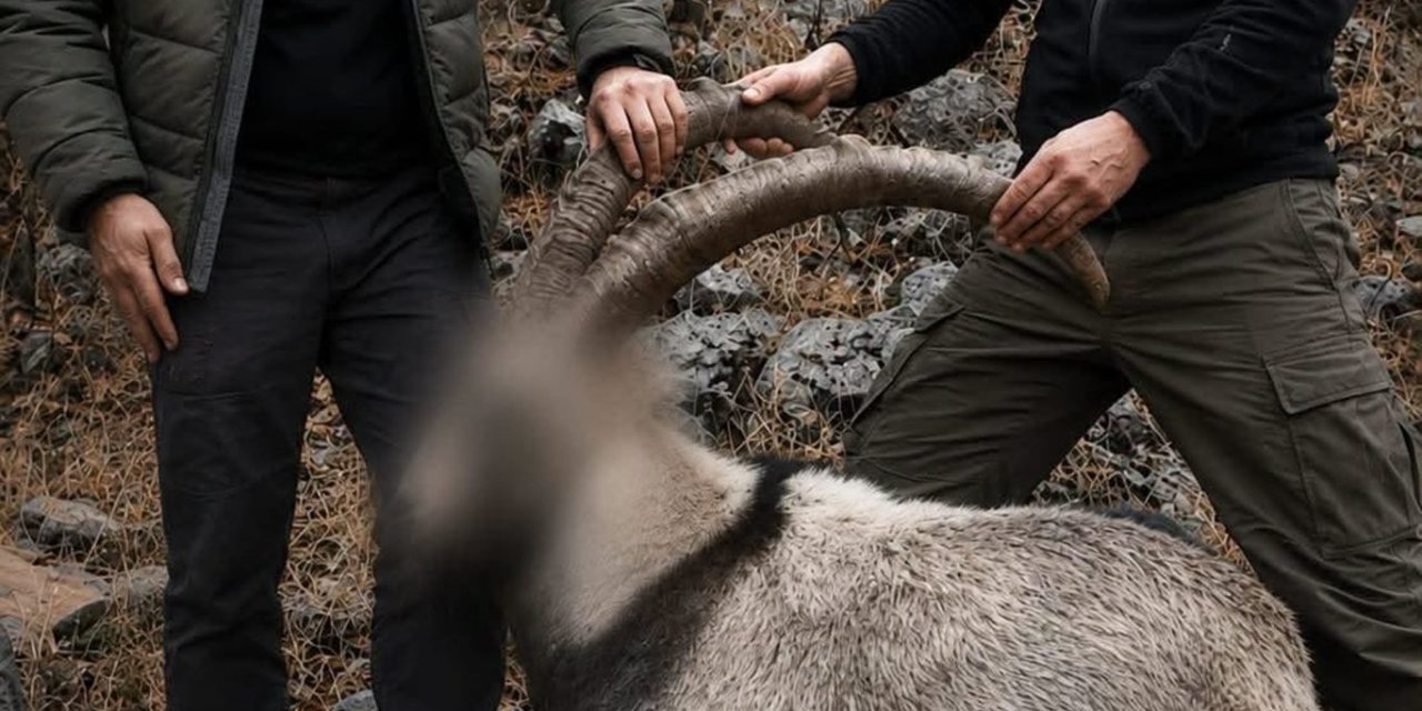Siirt'te koruma altındaki 5 yaban keçisini avlayanlara 6 yıl sonra ceza