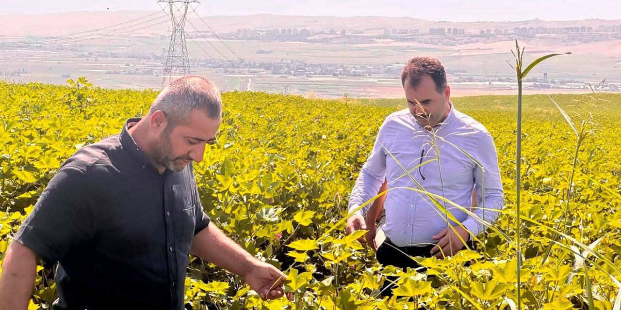 Batman'da pamukta entegre mücadele çalışmaları sürüyor