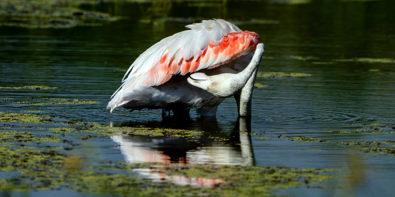 Diyarbakır’da leyleklerin arasında flamingo sürprizi