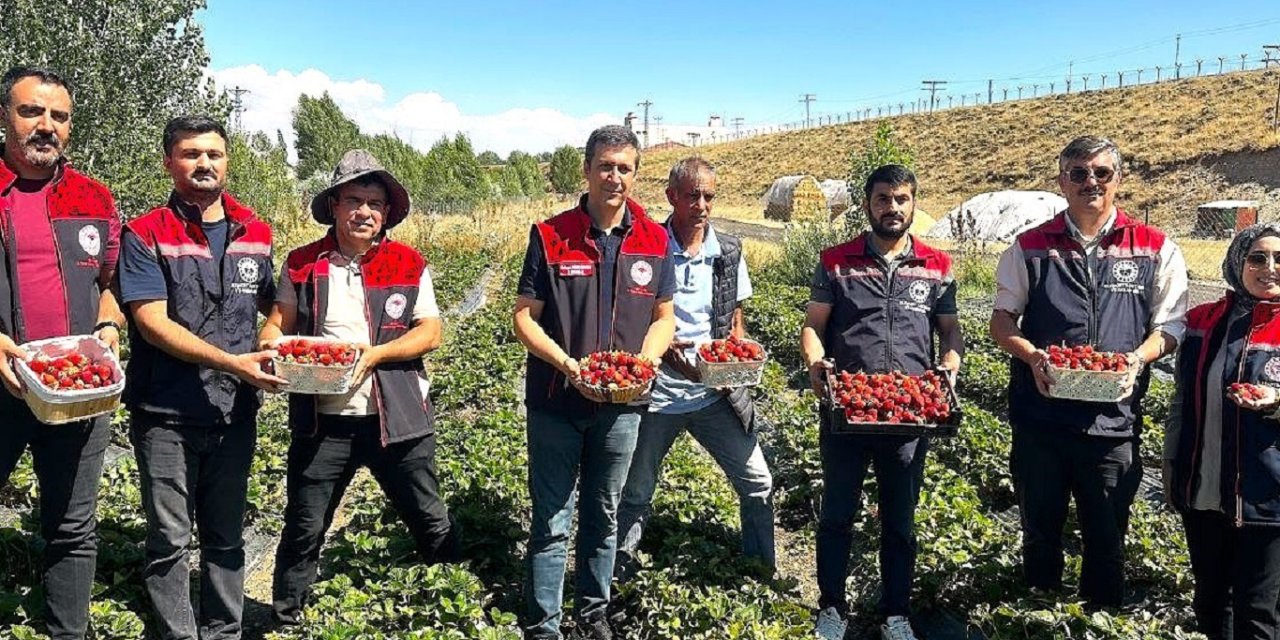 Ağrı'da aroma kalitesi yüksek çilekler yetiştiriyorlar