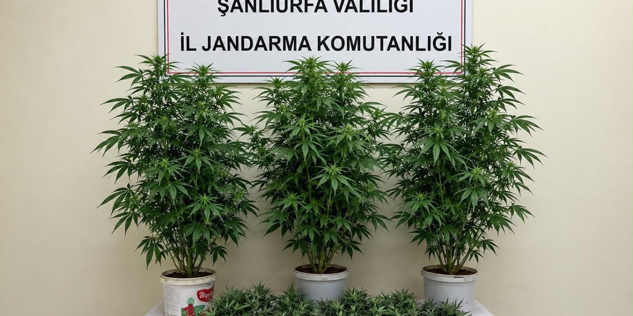 Şanlıurfa'da kenevir operasyonu