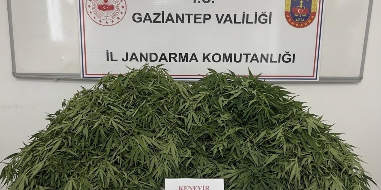 Gaziantep'te kenevir ekimi yapan 9 şüpheli yakalandı