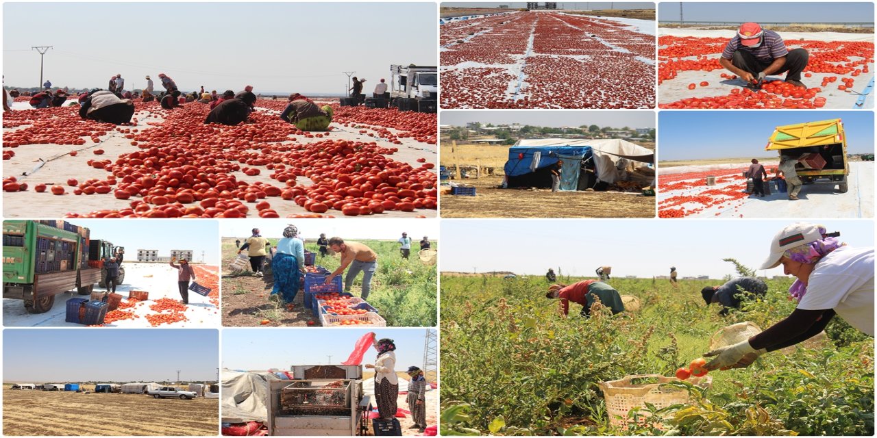 Diyarbakır’da güneşin altında bir ekmek mücadelesi