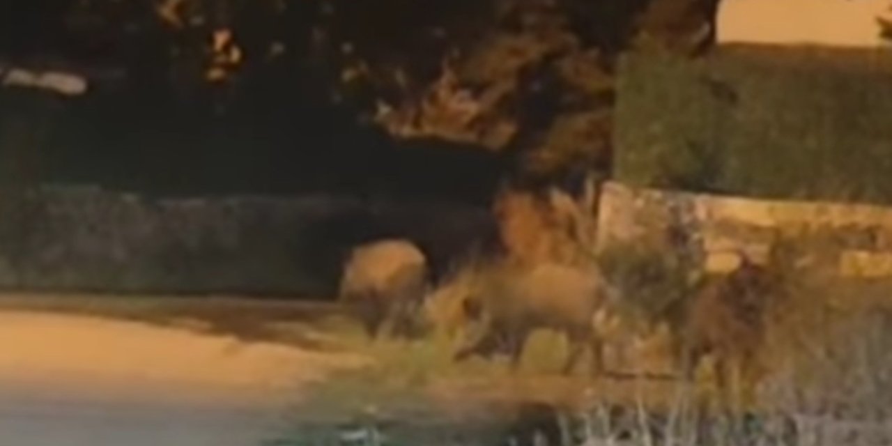 Bingöl’de yerleşim yerine inen domuz sürüsü görüntülendi