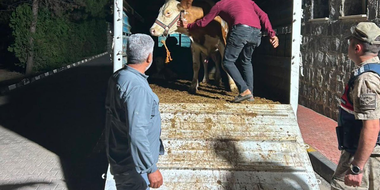 Şanlıurfa'da 315 bin liralık hayvan dolandırıcılığı