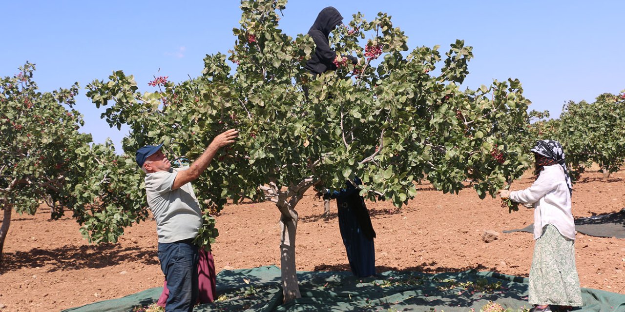 Şanlıurfa'da fıstık üreticisi verimden memnun: Yağışlar ürüne olumlu yansıdı