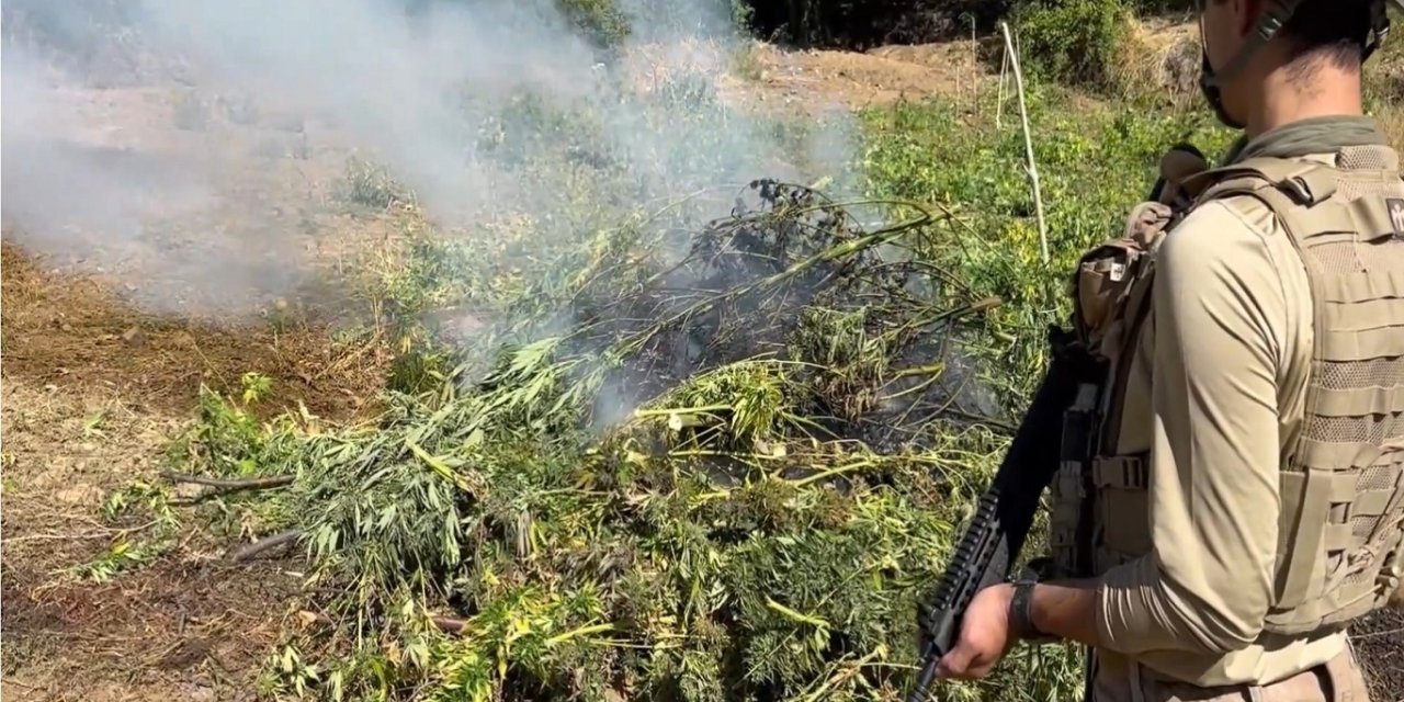 Diyarbekîr de 217 hezar û 606kok kenevir û skunk ame merdene