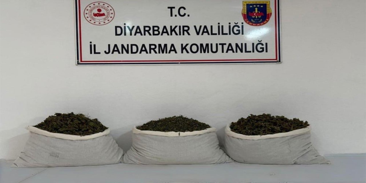 Li Dîyarbekirê 253,752 nebatên esrarê hatin desteserkirin: Li dijî 25 şikdaran tedbîrên qanûnî hatin girtin