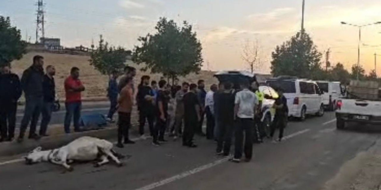 Batman'da seyir halindeki ticari aracın çarptığı eşek telef oldu