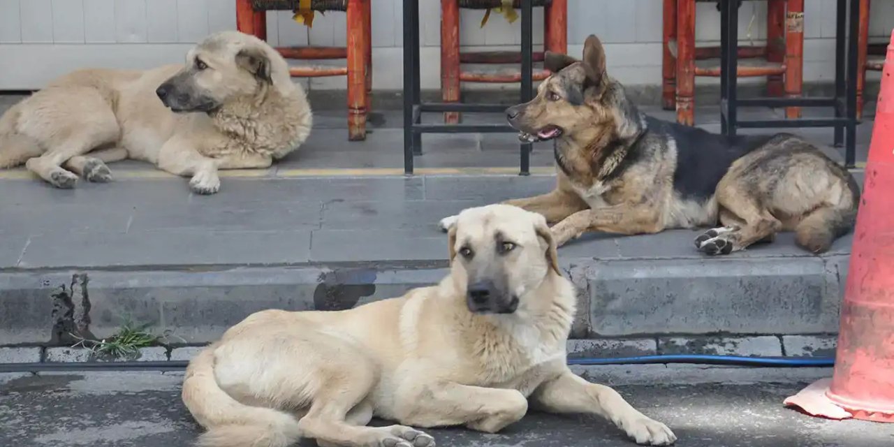 Diyarbakır’da belediyelere başıboş hayvanları toplama talimatı: Son tarih 31 Ekim