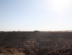 Çınar Dikêniyê köyünde tarla yangını