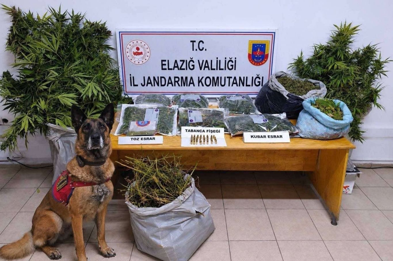 Li Xarpêtê 256 kenewîra kok û 23 kîlo û 680 gram esrar hat bidestxistin