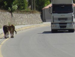 Dikkat inek çıkabilir!