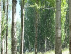 Kavak ağacı poleni hastalık üretiyor