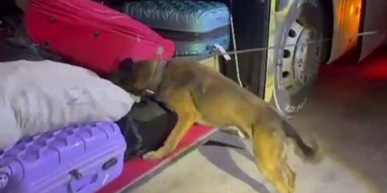 Şanlıurfa'da yolcu otobüsünde 16 kilogram skunk ele geçirildi