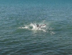 Gölü giren genç boğuldu!