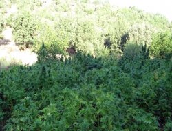 Li Karaz, Hênê û Licê Operasyona Narkotîkê