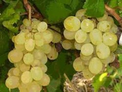 Bağ üreticilerine ilaçlama uyarısı