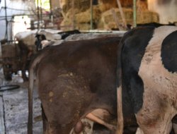 Bursa'nın merkezinde burun tıkatan koku…