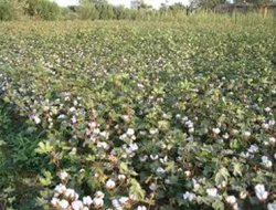 Çiftçilere destek ödemeleri yapılacak