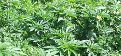 Lice'de 40 ton esrar ele geçirildi