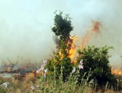 Yaz geldi orman yangınları başladı