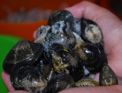 Kaçak avlanan Akivades Ege denizine geri bırakıldı