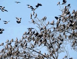 Yaban hayatına geniş kapsamlı koruma