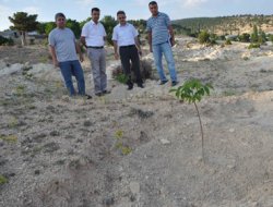 Ceviz ve Badem Eylem Planı Mersin' de hayata geçti