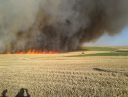 Çınar'da 300 dönümlük tarla yandı VİDEO