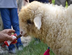 Bu kuzu kola içiyor, çikolata yiyor