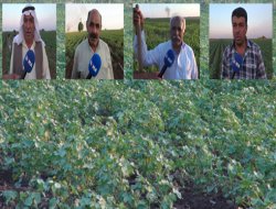 Kızıltepeli pamuk çiftçileri dertli