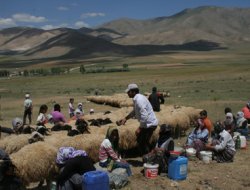 Beş bin küçükbaş hayvan tehlike altında!