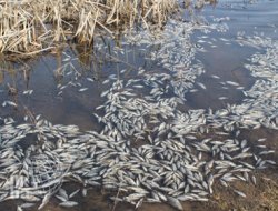 Balık avı yasağı sona erdi