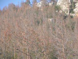 Mersin'de dolu yağışı ormanlık alanı vurdu