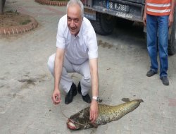 20 kiloluk balığı elleriyle yakaladı