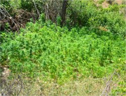 Batman'da 15 bin kenevir bitkisi ele geçirildi