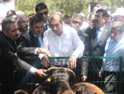 Islah Projesi koyun ve keçi sayısını artıracak