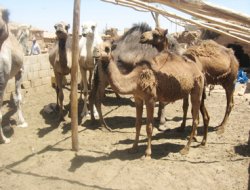 Kaçak yollarla Türkiye'ye getirilen develer Akçakale'de