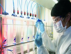 Yeni bir kuş gribi türü: 43 ölü