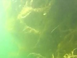 Yüzen Adaların merak edilen su altı görüntüleri video