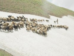Sıcaktan bunalan hayvanlara buz gibi çözüm