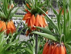 Ters Lale kaçakçılığına karşı mücadele başlatıldı