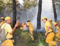 Yanan alanların tamamı ağaçlandırılacak