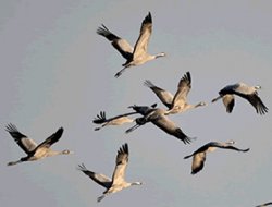 Nesli tehlike altında olan Turnalar koruma altına alınıyor