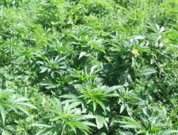 Diyarbakır'da 50 ton esrar ele geçirildi