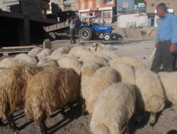 Satılamayan hayvanlar geri götürülemeyecek
