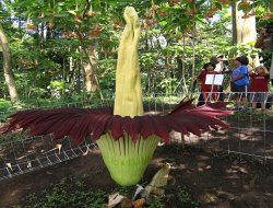 "Ceset çiçeği" açtı