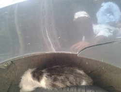 Sıcaktan bunalan kedinin çözümü